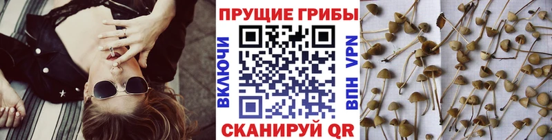 Галлюциногенные грибы GOLDEN TEACHER Ветлуга